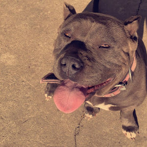 Meet your Posher, Alexus